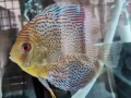 七彩鱼（DISCUS)便宜出售