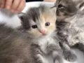 大脸萌宝找家❤️