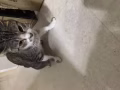 一岁母猫寻找主人