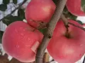 山东红富士大苹果