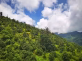 云南临沧大叶古树茶