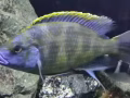 非洲魚