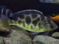 非洲鱼