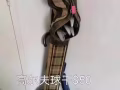 高尔夫球杆（二手）