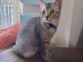 猫咪 4个月大