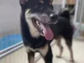 日本黑柴犬【8个月大，忍痛割爱】