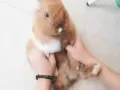 给两只可爱的小兔子找新主人