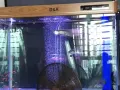 鱼缸，连鱼带缸自提