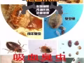 专业机器雾喷杀虫，可杀：臭虫蟑螂白蚂蚁等各种害虫，24小时为你服务