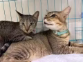 （急）一对被遗弃的猫咪在找新主人 Cedar and Petal