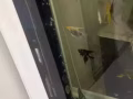U型子弹头裸缸 出售
