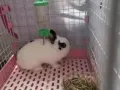 宠物兔子转让