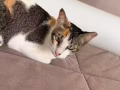 两只可爱猫咪找靠谱领养家庭-可分开领养