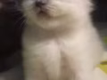 一个月布偶小奶猫