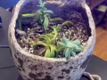 植物精品店需要销售一名