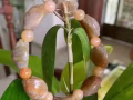 珊瑚玉吊坠，雕刻件，手镯. 玛瑙吊坠摆件。