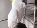 白凤鹦鹉