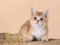 求金渐层猫咪，有偿领养