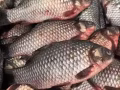 中国的鲫鱼