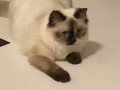 暹罗猫