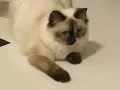 暹罗猫