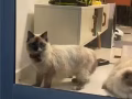 暹罗猫