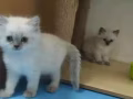 有偿领养布偶小奶猫