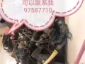 专业修理电动工具  工程机戒  需要的老板给找我 价钱合理 专业维修