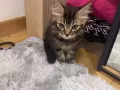 2个月小缅因