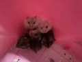 仓鼠宝宝领养