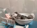 仓鼠宝宝领养