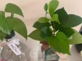 免费送吊兰绿萝栀子花苗