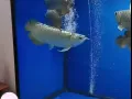 直招水族馆女收银员