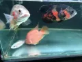 喜欢养鱼的朋友进来看看，转让三尺鱼缸、地图鱼、罗汉鱼、银龙鱼等