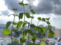 阿欲尼公寓主人房1200