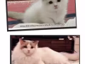 想买一只布偶猫或者银渐层