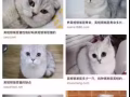 寻找银渐层宝宝
