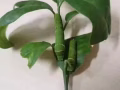 毛毛虫