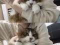 3岁波斯猫找新家