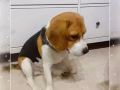 特点原因现在没有办法继续照顾！忍痛割爱纯种三色比格犬