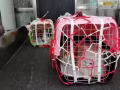 中国✈️新加坡～良心宠物托运服务