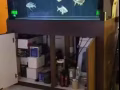 鱼缸金龙鱼