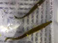 鄂雀鳝
