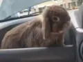 名种兔子🐰