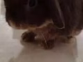 名种兔子🐰