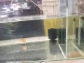 求购，一些观赏鱼，不凶的。好养活的。
