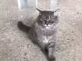 有偿领养英短小猫