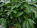 平安搬运