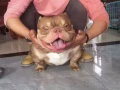 Bully美国恶霸犬找长期饭票