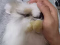 想养兔子看进来！